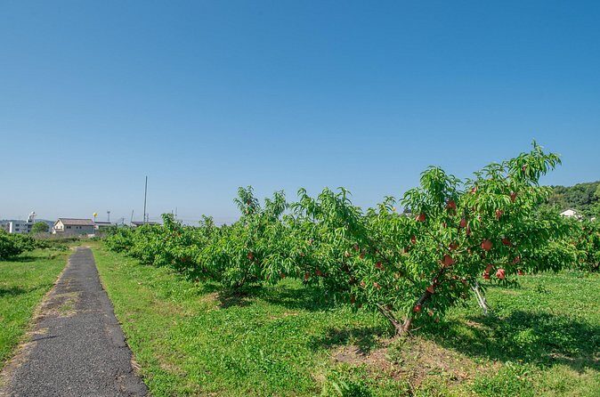 Peach Farm Walk & Farming Experience with a Peach Drink - Evaluating the Price and Value