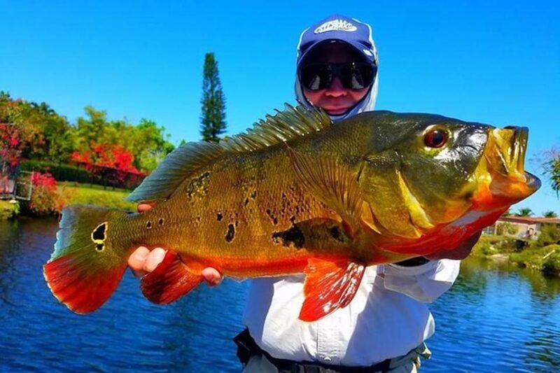 Peacock Bass Fishing Trips Near Miami Florida - A Deep Dive into the Peacock Bass Fishing Trip Experience