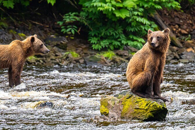 Peak Season Bear Viewing By Seaplane - What’s Included and How It Adds Value