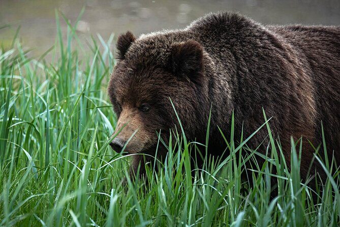 Peak Season Bear Viewing By Seaplane - Why Travelers Rave About This Experience