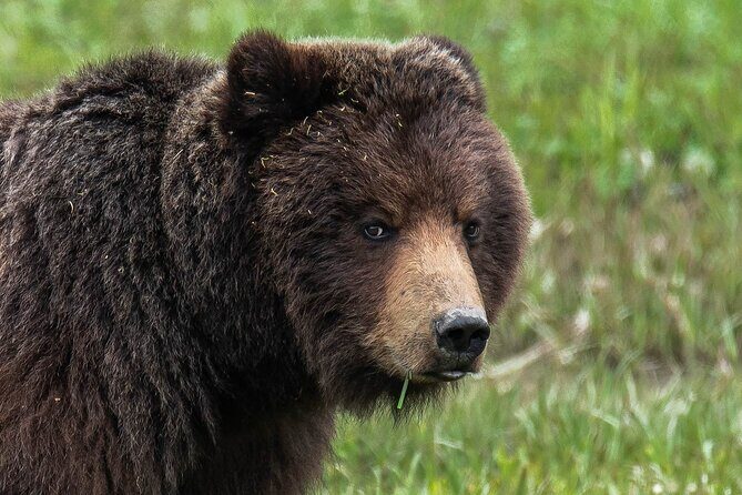 Peak Season Bear Viewing By Seaplane - Pricing Analysis: Is It Worth It?