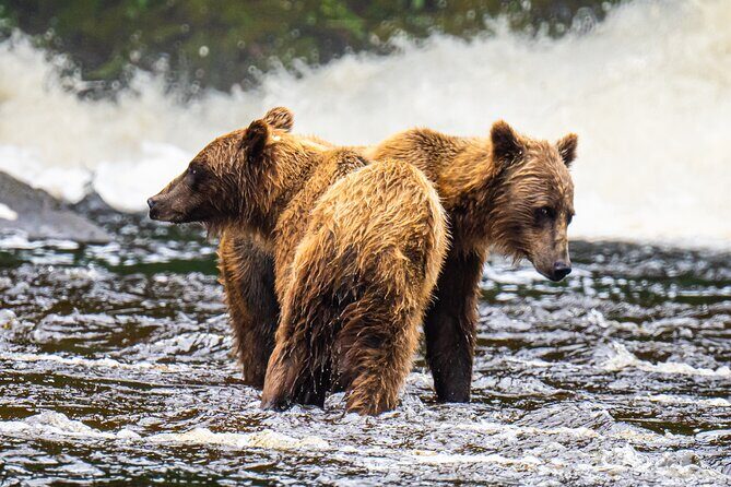 Peak Season Bear Viewing By Seaplane - Who Will Love This Tour?