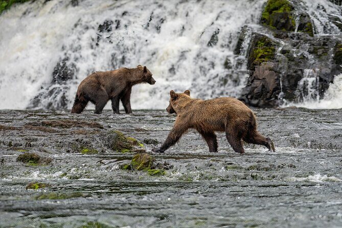 Peak Season Bear Viewing By Seaplane - FAQ