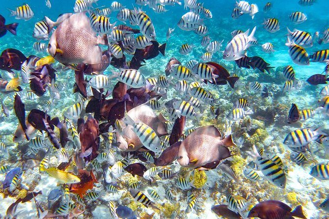 Pearl Island Bahamas Snorkeling Experience and Lunch - What to Expect on Your Day at Pearl Island