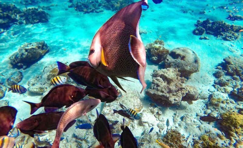 Pearl Island Beach: Full-day Snorkelling with Lunch - Who Will Love This Tour?