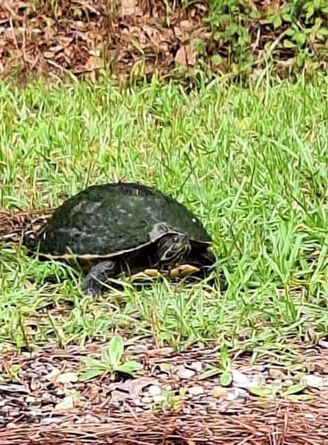 Pearlington: Devil's Swamp Eco Walking Tour - Key Points