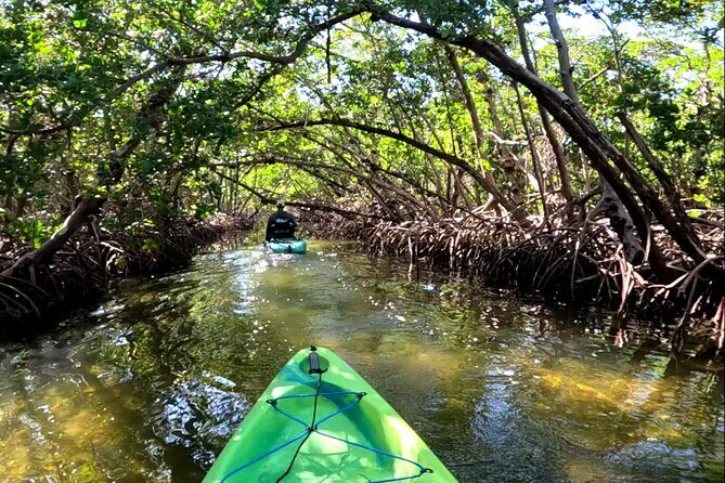 Pedal Kayak Mangrove Tunnel Tour in Bradenton - Key Points