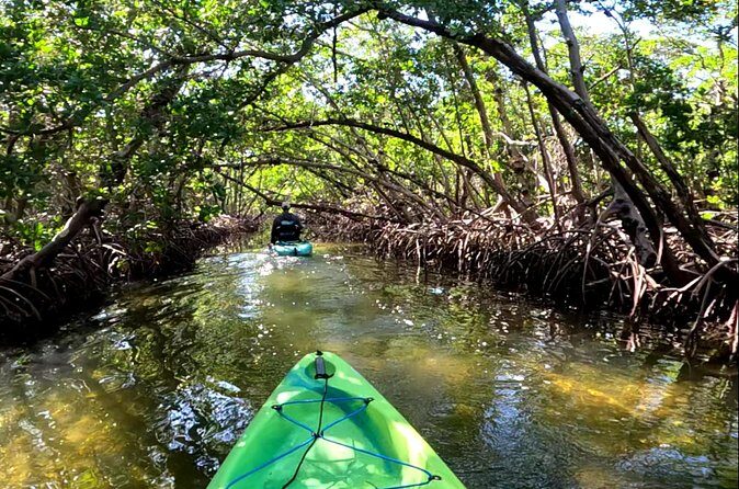 Pedal Kayak Mangrove Tunnel Tour in Bradenton - Who Should Consider This Tour?