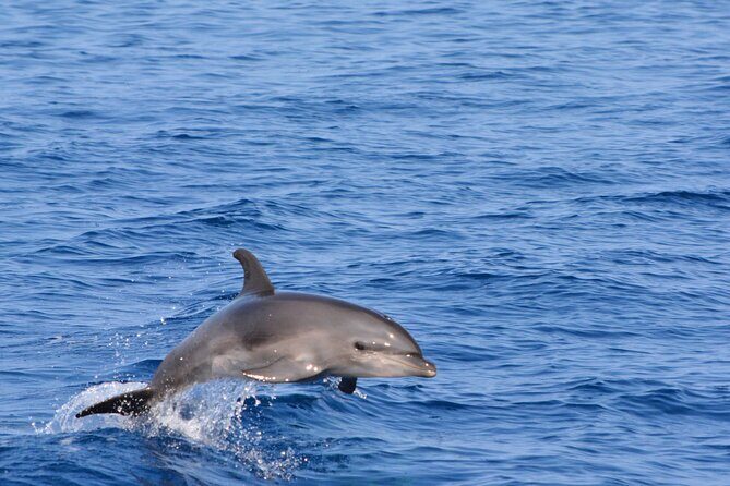 Pelagic Wildlife Excursion - An Introduction to the Pelagic Wildlife Excursion