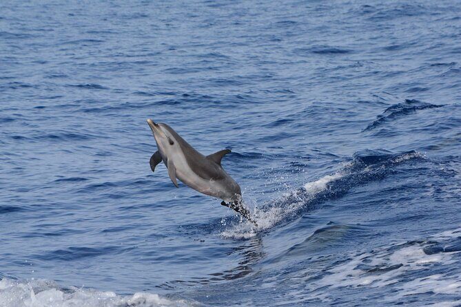 Pelagic Wildlife Excursion - What’s Included and What’s Not