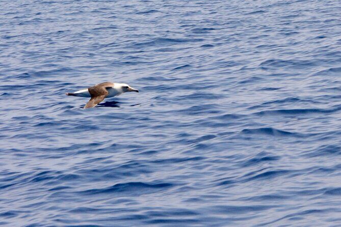 Pelagic Wildlife Excursion - Practicalities and Considerations
