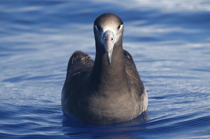 Pelagic Wildlife Excursion - Authentic Encounters with Hawaiis Marine Life