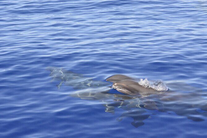 Pelagic Wildlife Excursion - The Value of This Experience