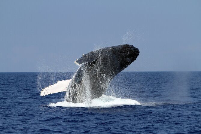 Pelagic Wildlife Excursion - Who Will Love This Tour?