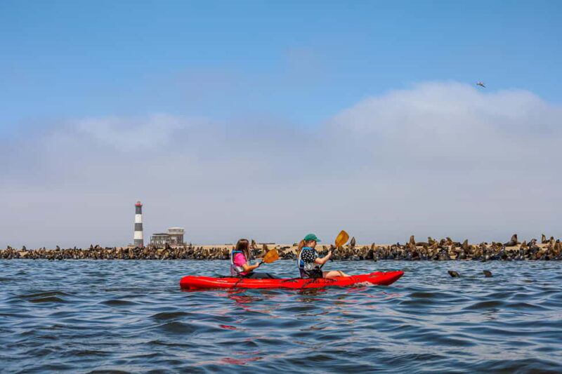Pelican Point: Kayak with Seals Experience - The Value and Practical Considerations