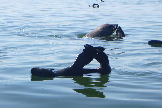 Pelican Point Kayaking Half-Day Tour - An In-Depth Look at the Pelican Point Kayaking Tour