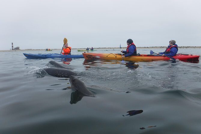 Pelican Point Kayaking Half-Day Tour - Final Thoughts