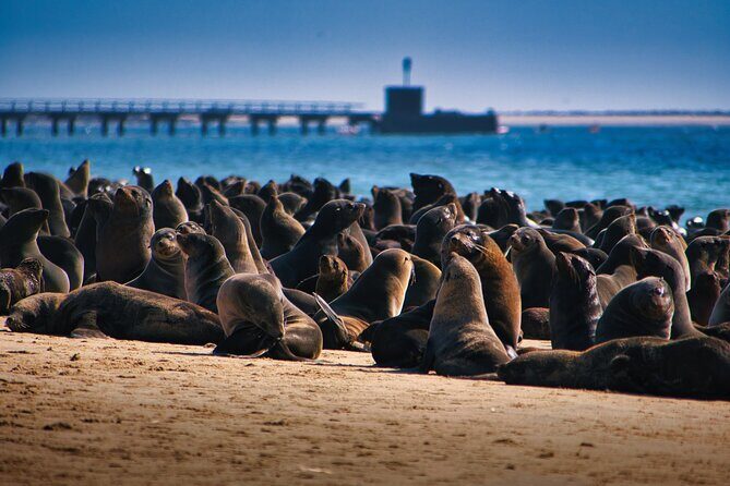 Pelican Point Peninsula Tour- visit the seal colony - What to Expect from the Pelican Point Peninsula Tour