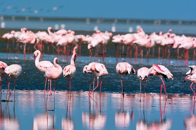 Pelican Point Peninsula Tour- visit the seal colony - The Itinerary in Detail