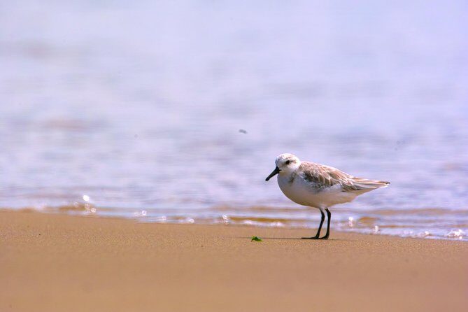 Pelican Point Peninsula Tour- visit the seal colony - FAQ