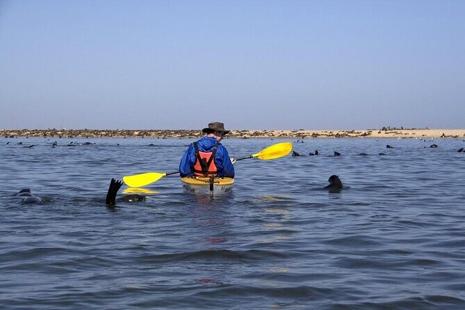 Pelican Point Seal Colony 4x4 Tour - Key Points