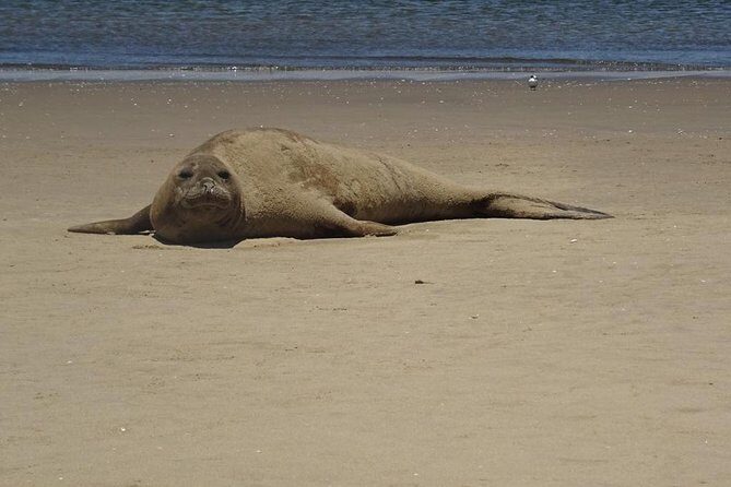 Pelican Point Seal Colony 4x4 Tour - An In-Depth Look at the Pelican Point Seal Colony Tour
