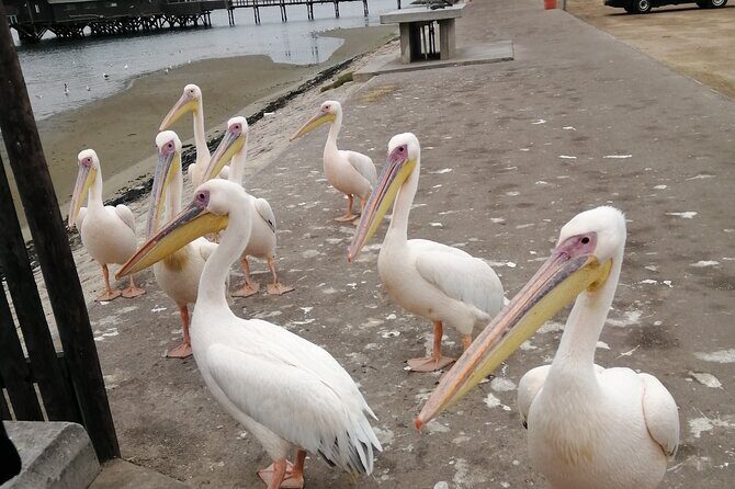 Pelican Point tours,Lagoon tours, Dune7 Adventure - FAQ