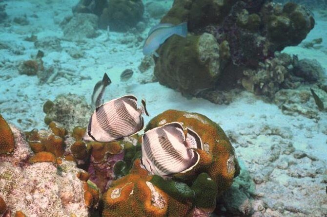 Pelican Rock Snorkeling and Sightseeing Adventure - An In-Depth Look at the Experience