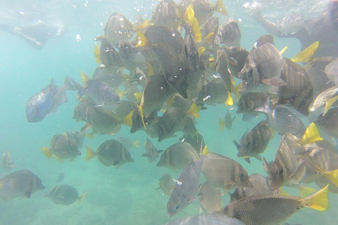 Pelican Rock Snorkeling and Sightseeing Adventure - Frequently Asked Questions