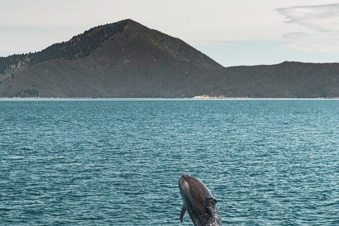 Pelorus Mail Boat Sunday Scenic Cruise Full-Day from Havelock - An In-Depth Look at the Tour