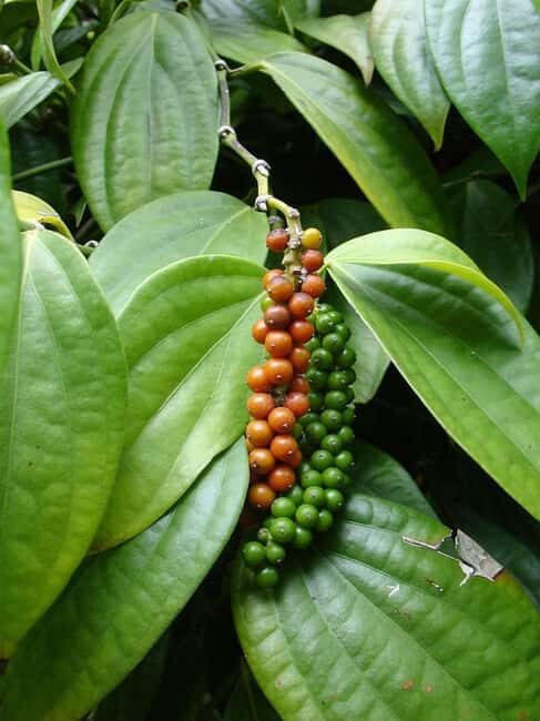 Pemba: Coffee Farm Tour with Tasting and Snacks - Introduction