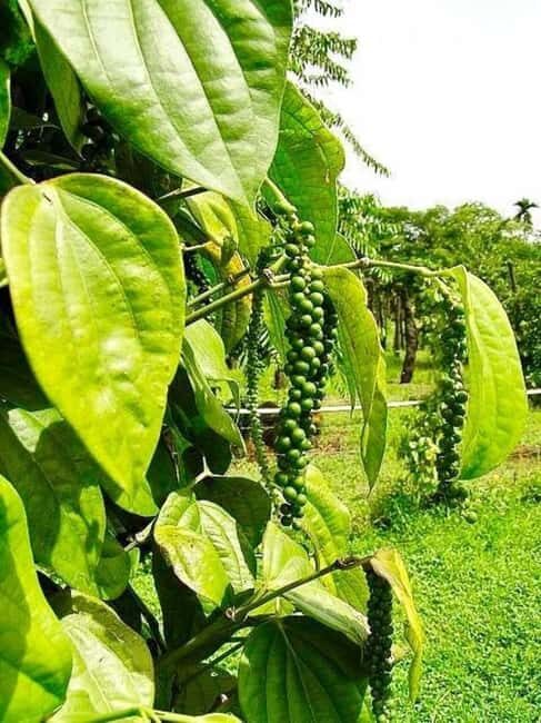 Pemba: Coffee Farm Tour with Tasting and Snacks - Detailed Breakdown of the Tour Experience