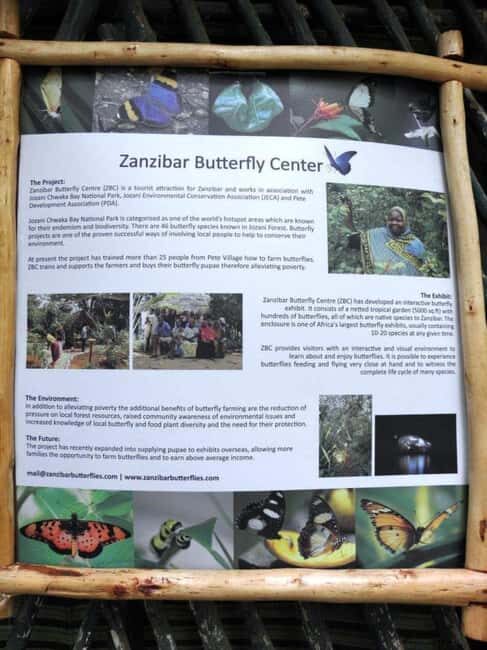 Pemba Island: Butterfly Sanctuary Tour - Introduction: A Peaceful Peek into Butterfly Life on Pemba Island