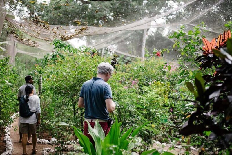 Pemba Island: Butterfly Sanctuary Tour - Key Points