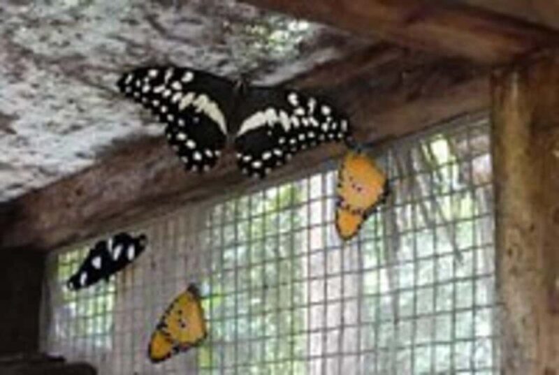 Pemba Island: Butterfly Sanctuary Tour - Is the Price Worth It? Analyzing Value