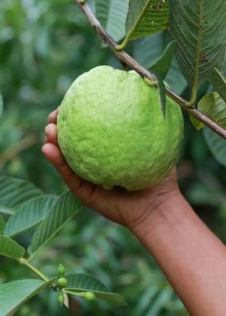 Pemba Island: Chake Chake and Spice Farm Tour - Discovering Chake Chake and Its Historic Charm