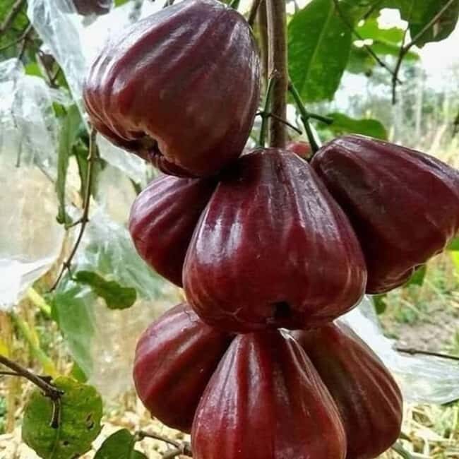 Pemba Island: Dhow Race and Spice Plantation Tour - Key Points