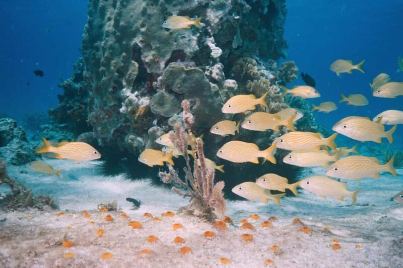 Pemba Island: Eco Lodge Tour with Sandbank Picnic - An In-Depth Look at the Pemba Eco Lodge Tour