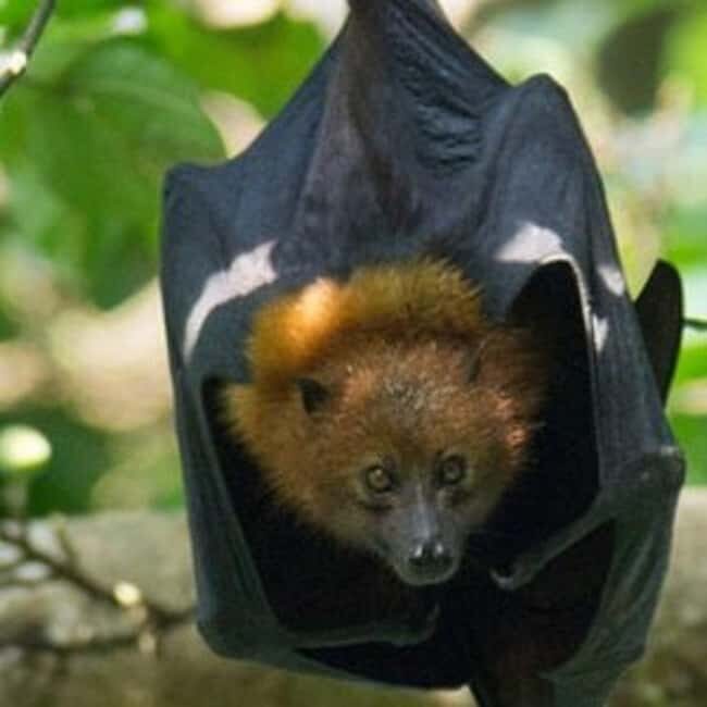 Pemba Island: Ngezi Forest and vumawimbi beach Tour - Exploring the Tour in Detail