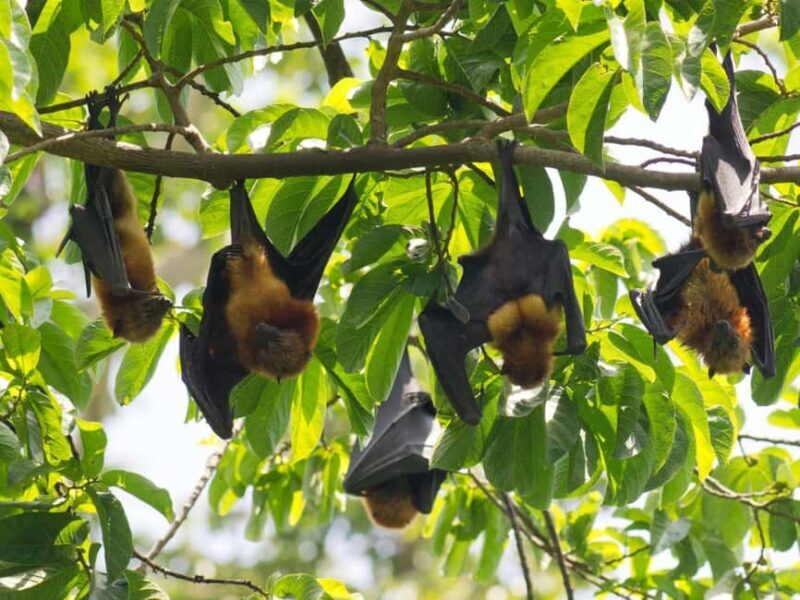 Pemba Island: Ngezi Forest and vumawimbi beach Tour - The Sum Up