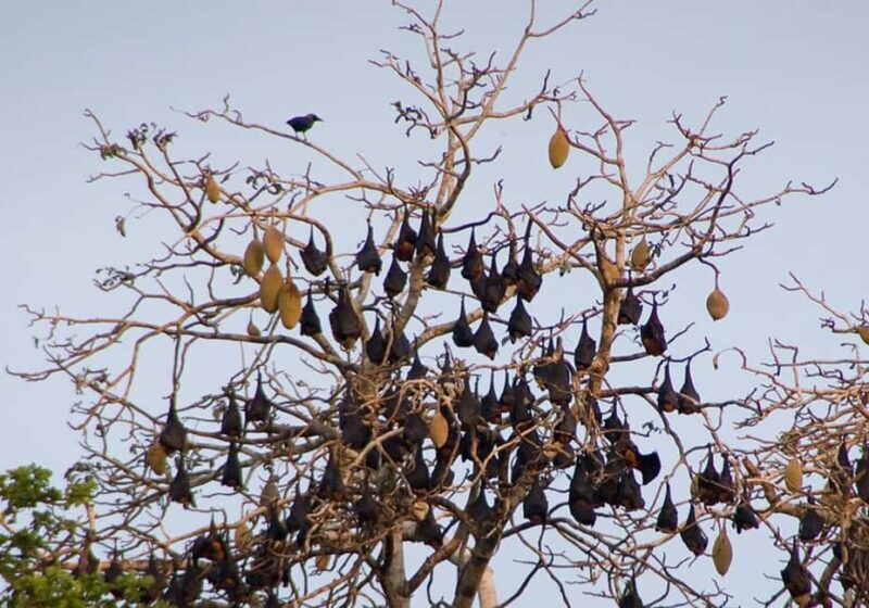 Pemba Island: Ngezi Forest Tour - Pemba Island: Ngezi Forest Tour — A Natural Gem Worth Exploring