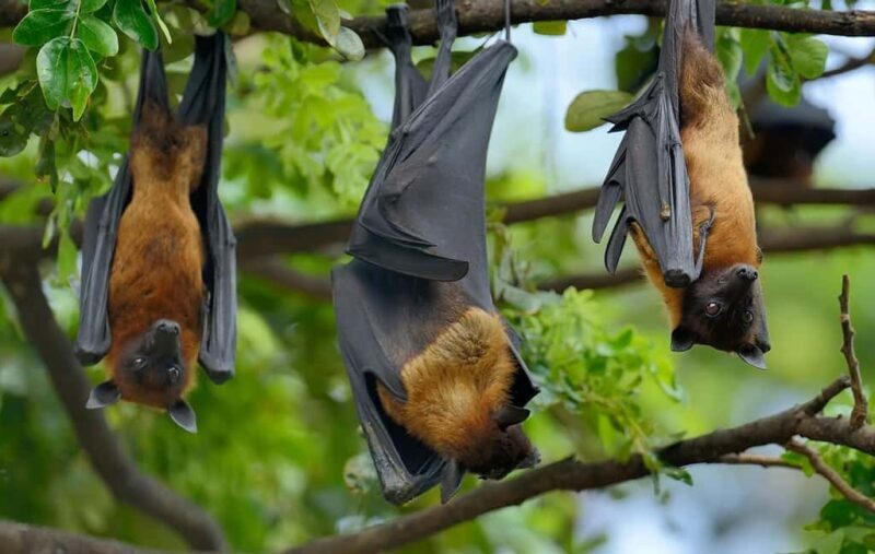 Pemba Island: Ngezi Forest Tour - Who Will Love This Tour?