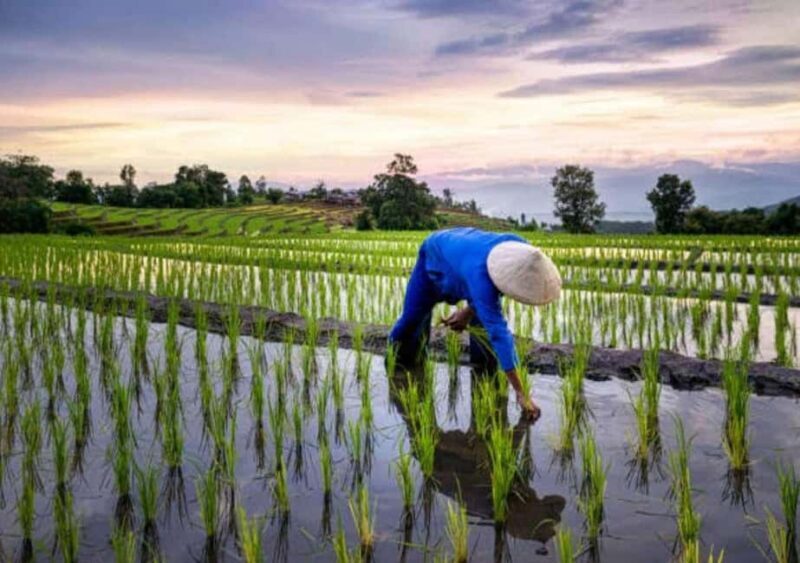 Pemba Island: Rice and Coffee Farm Tour with Tasting - An In-Depth Look at the Pemba Island Farm Tour
