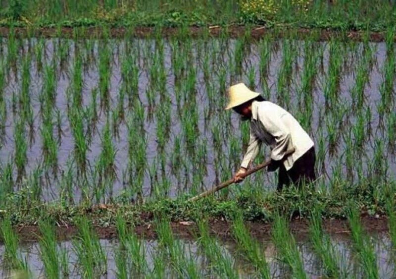 Pemba Island: Rice and Coffee Farm Tour with Tasting - Frequently Asked Questions (FAQs)