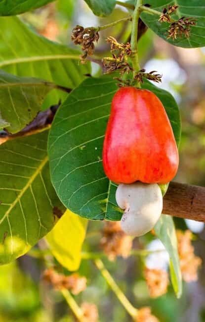 Pemba Island: Spice Farm and Mkama Ndume Tour - An Introduction to the Tour