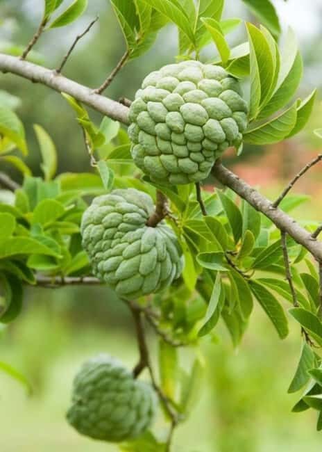 Pemba Island: Spice Farm and Mkama Ndume Tour - The Practical Details