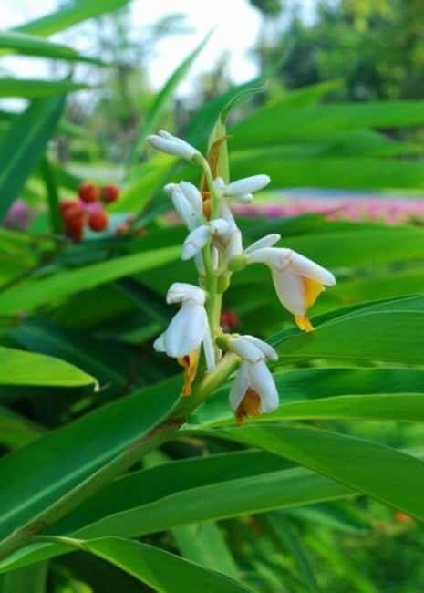 Pemba Island: Spice Farm and Mkama Ndume Tour - Final Recommendation