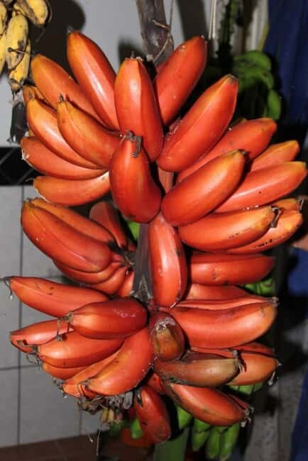 Pemba Island: Spice Farm and Mnarani Ruins Tour - Key Points