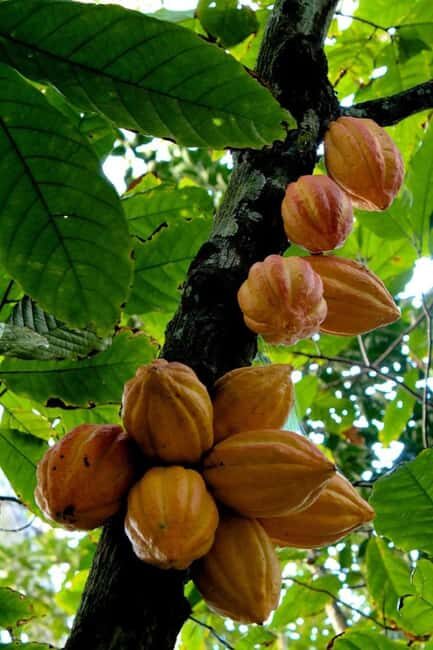 Pemba Island: Spice Farm, Chake Chake, and Pujini Tour - Key Points