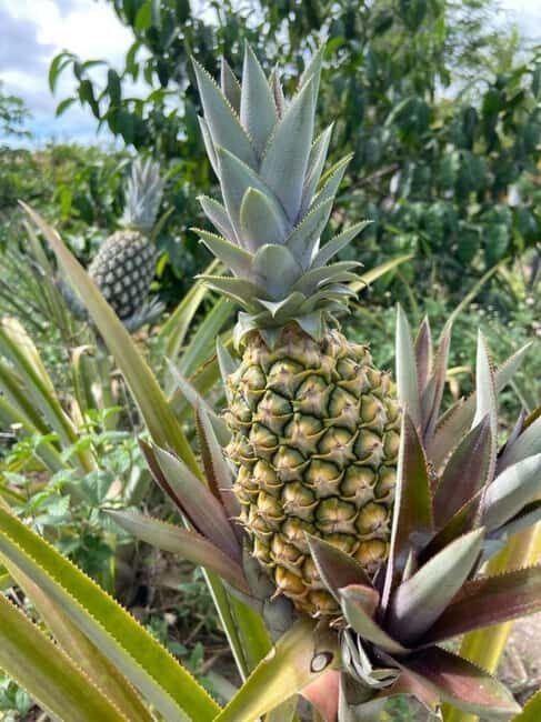 Pemba Island: Spice Farm, Chake Chake, and Pujini Tour - Exploring Pemba Island: A Closer Look